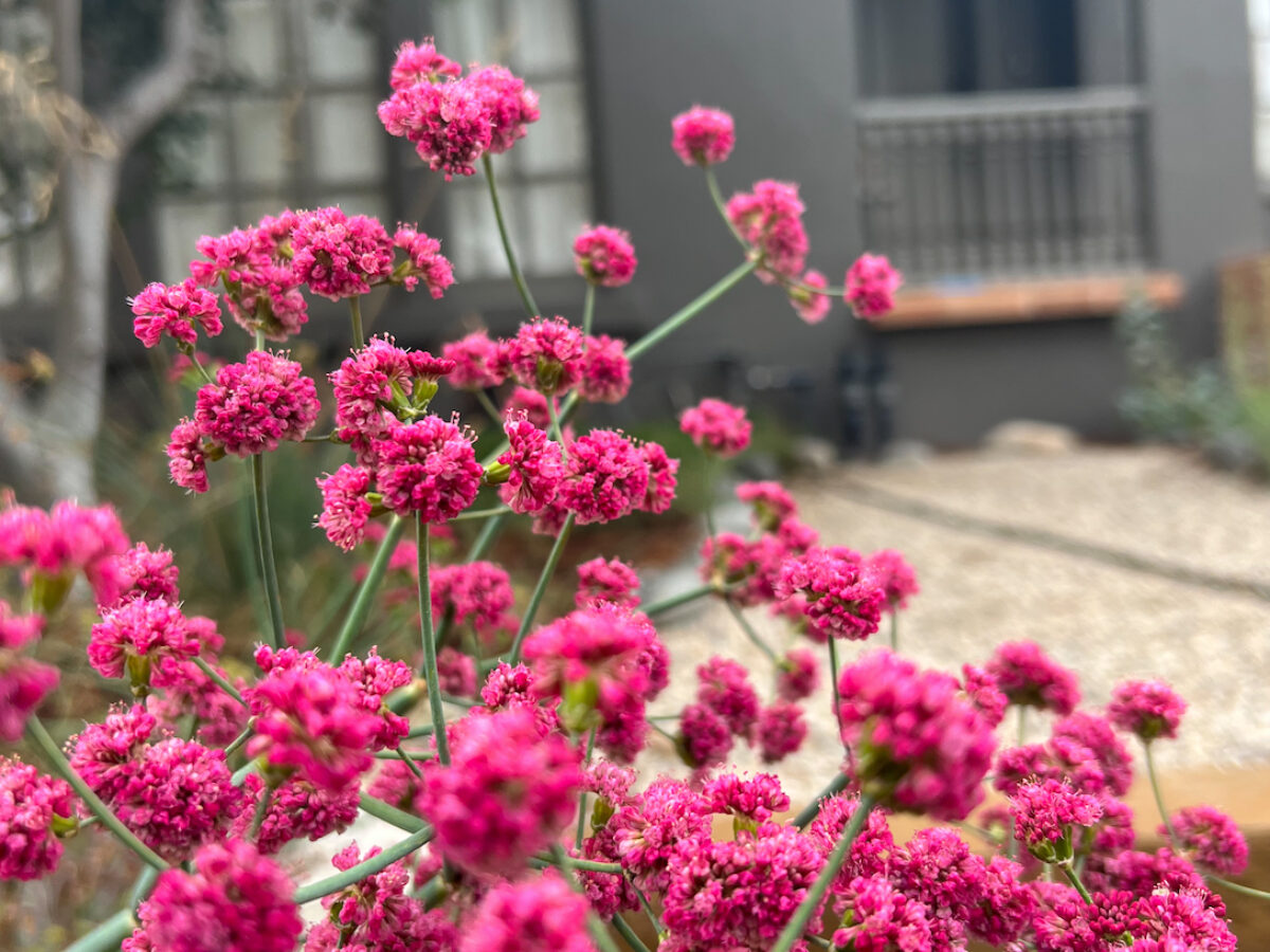 Native Plant with Purple Flowers