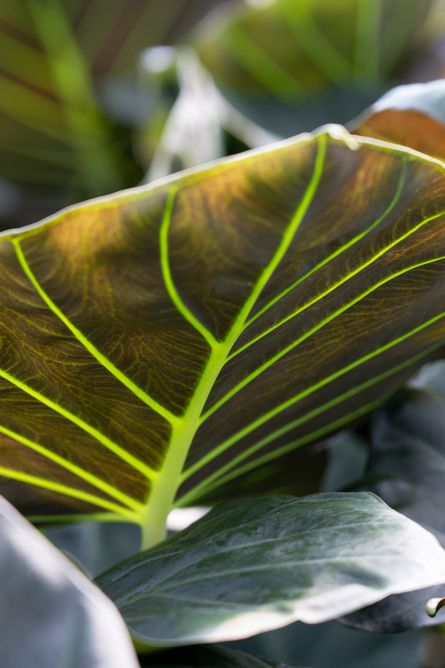 Leaf Closeup
