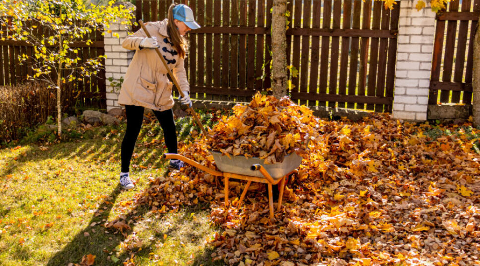 Here’s Why You Shouldn’t Get Rid of Fallen Leaves in Your Garden