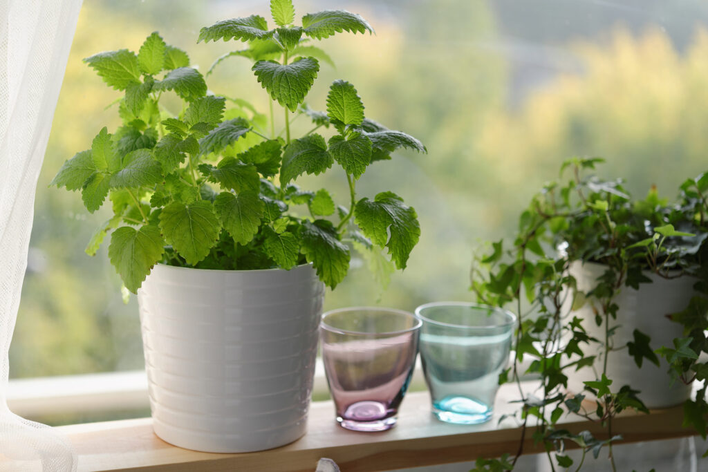 Lemon Balm Potted Plant