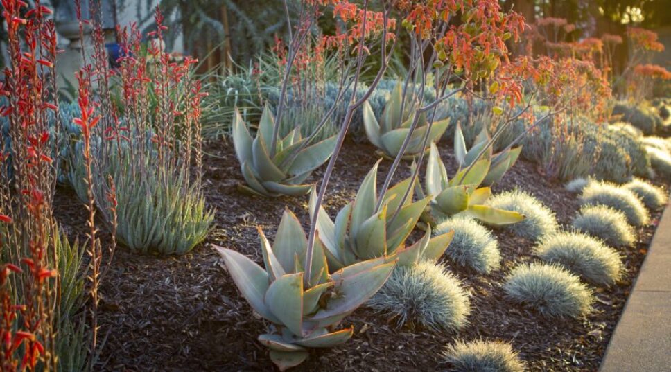 Have a Low-Water Garden? Here’s a Year-Round Checklist to Care for It