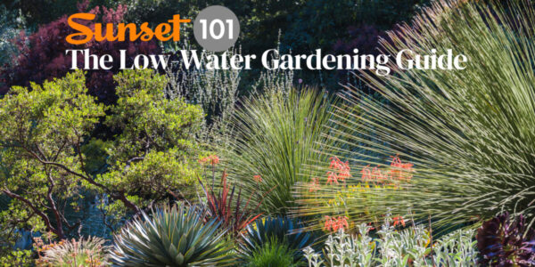 Want a Garden That Saves Water? Our New Newsletter Will Help