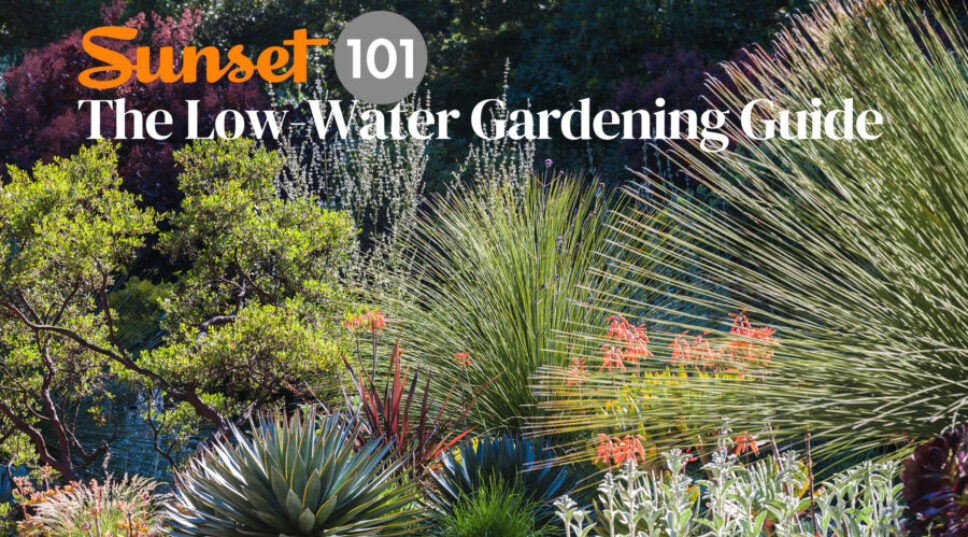 Want a Garden That Saves Water? Our New Newsletter Will Help