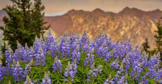 Lupine Wildflowers in Utah