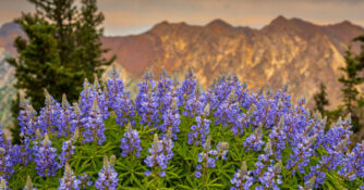 Lupine Wildflowers in Utah