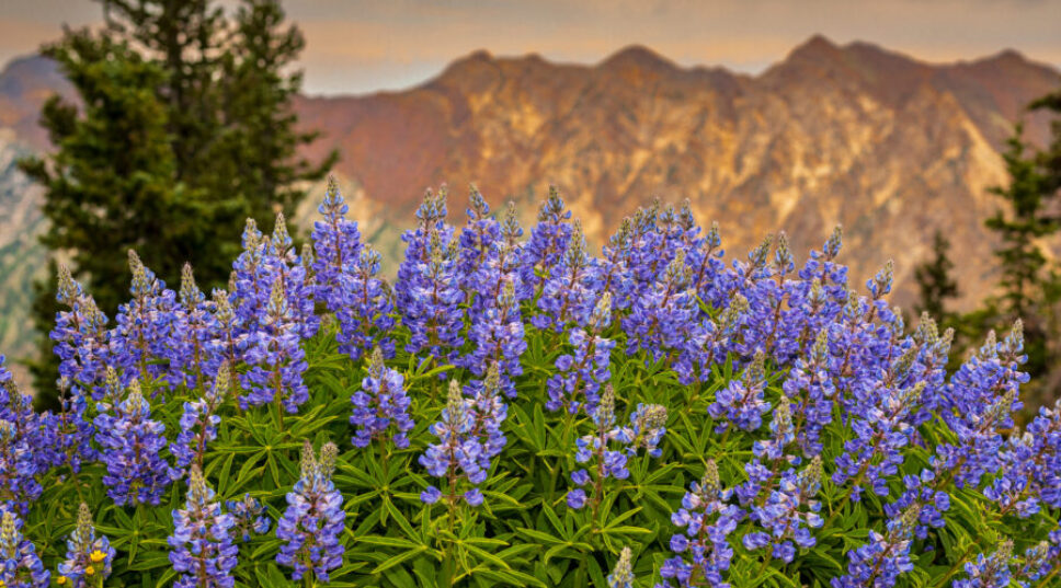 Where to See the Most Spectacular Wildflowers Across the West