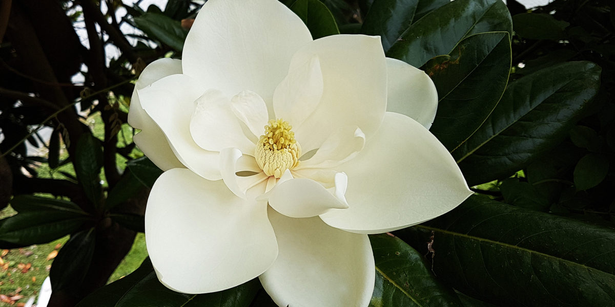Close-up shot of a white Southern Magnolia flower