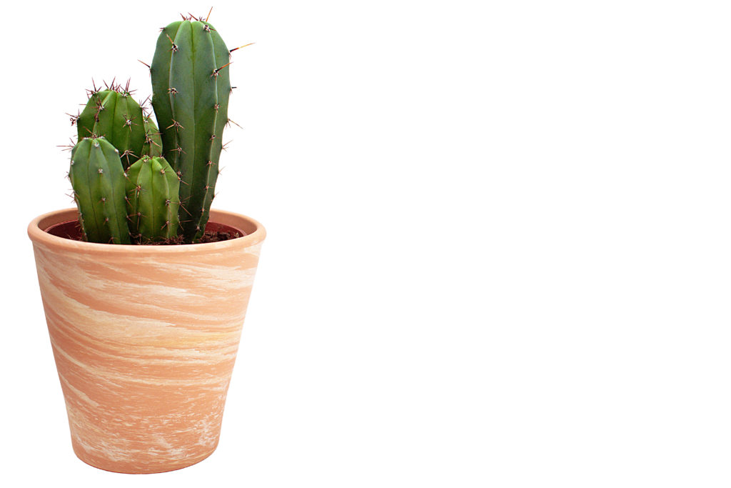 Marbled Terra Cotta Pot with Cactus
