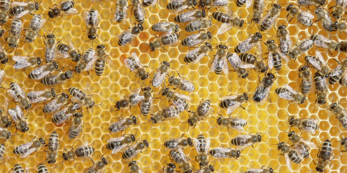 Bees on Honeycomb in a Beehive