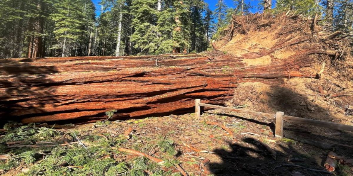 Fallen Sequoia tree