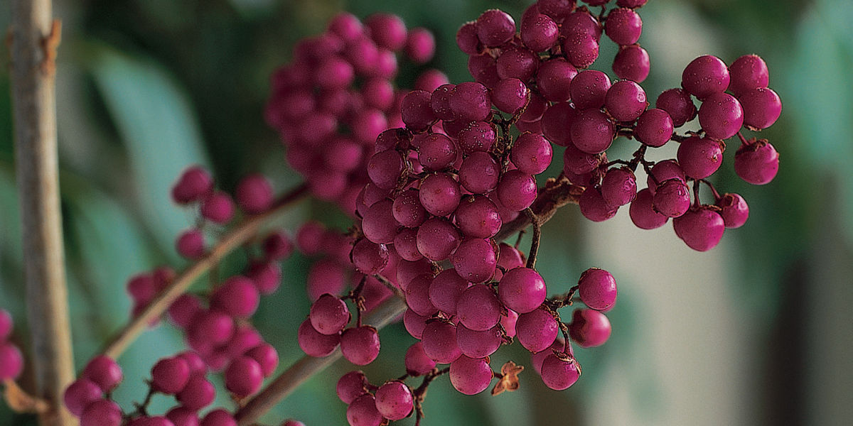 16 Berry-Worthy Plants