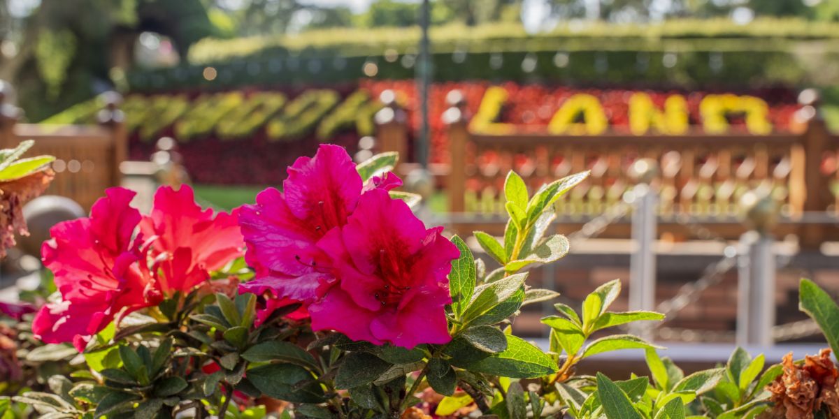 Disneyland garden hibiscus