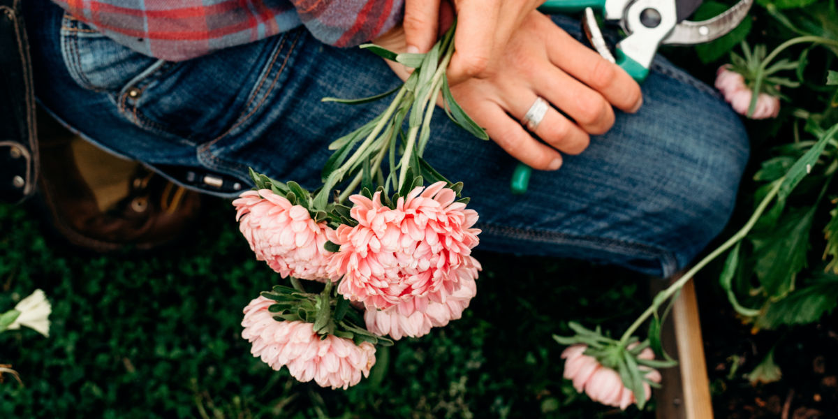 Harvesting Flowers