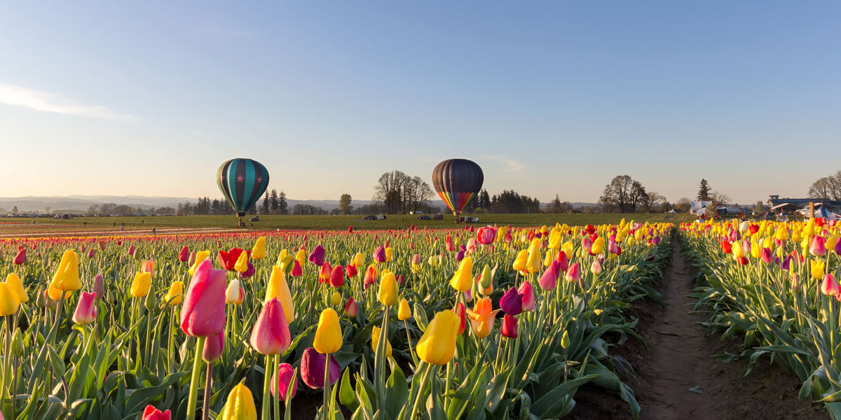 Tulips and Balloons