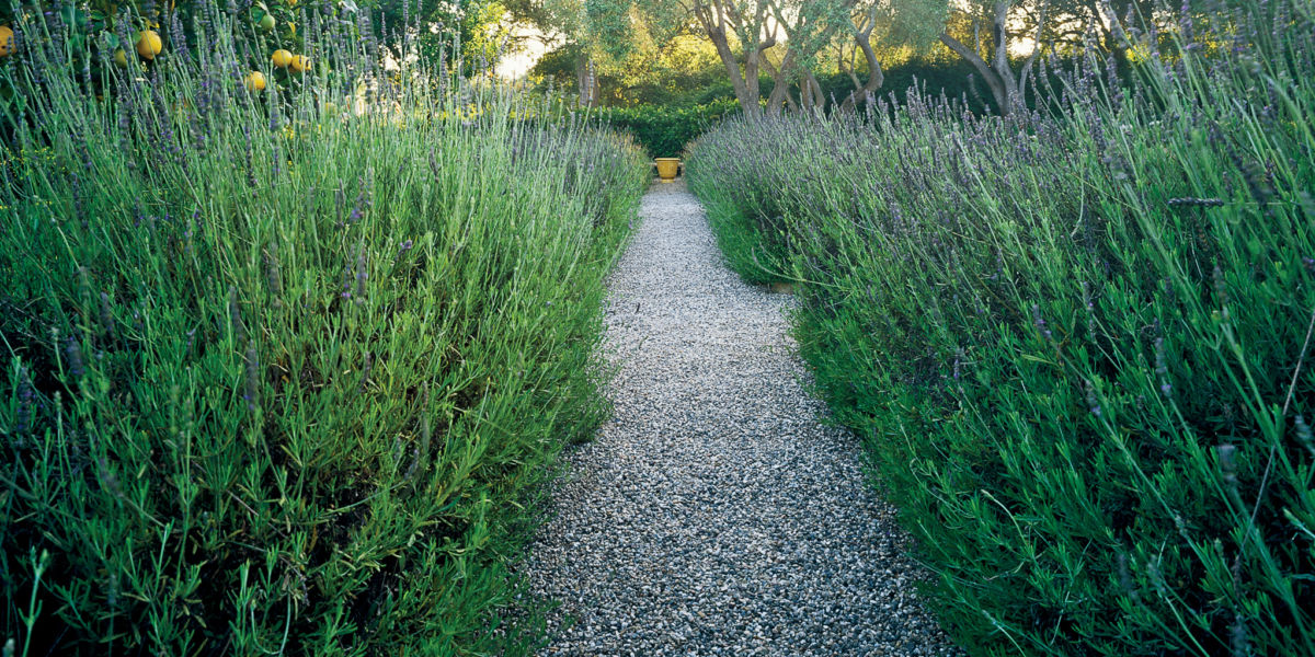 Delicious Lavender