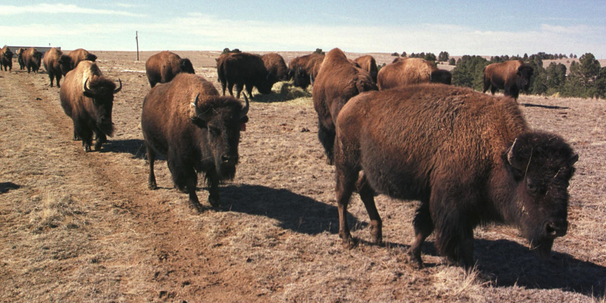 Colorado Plains Bison