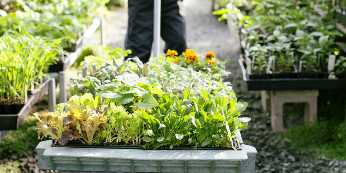 Your Ultimate Summer Gardening To-Do List