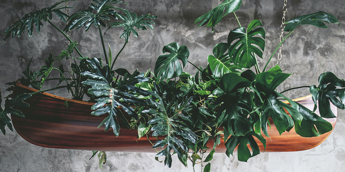 Hilton Carter Plant Chandelier in a wooden canoe with varied plants including pothos and monstera plants over a set dining table.