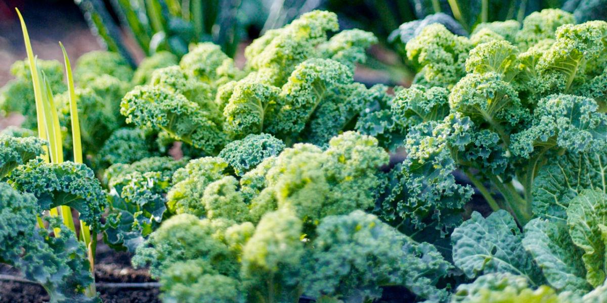 Have Too Much Kale? Cook This!