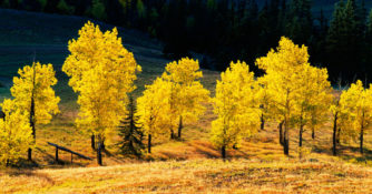 Aspen trees in the San Juan Mountain, Colorado, one of the best places for fall foliage
