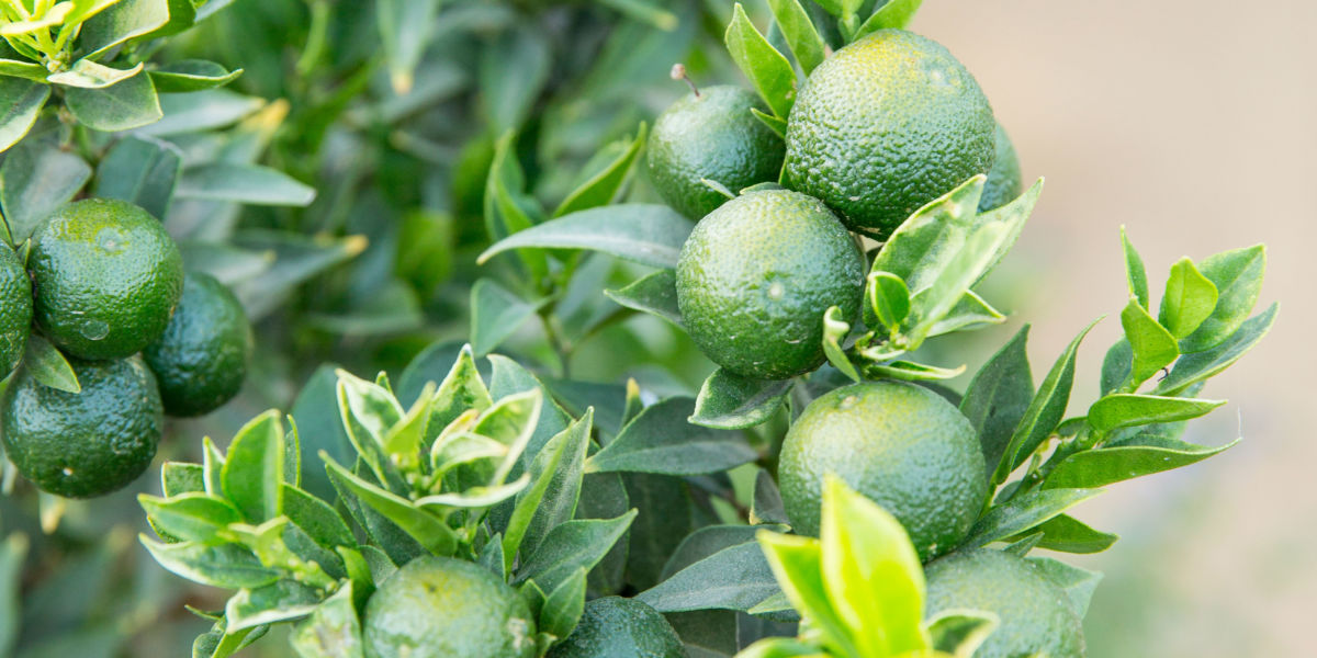 Our Guide to Growing Citrus in the Garden
