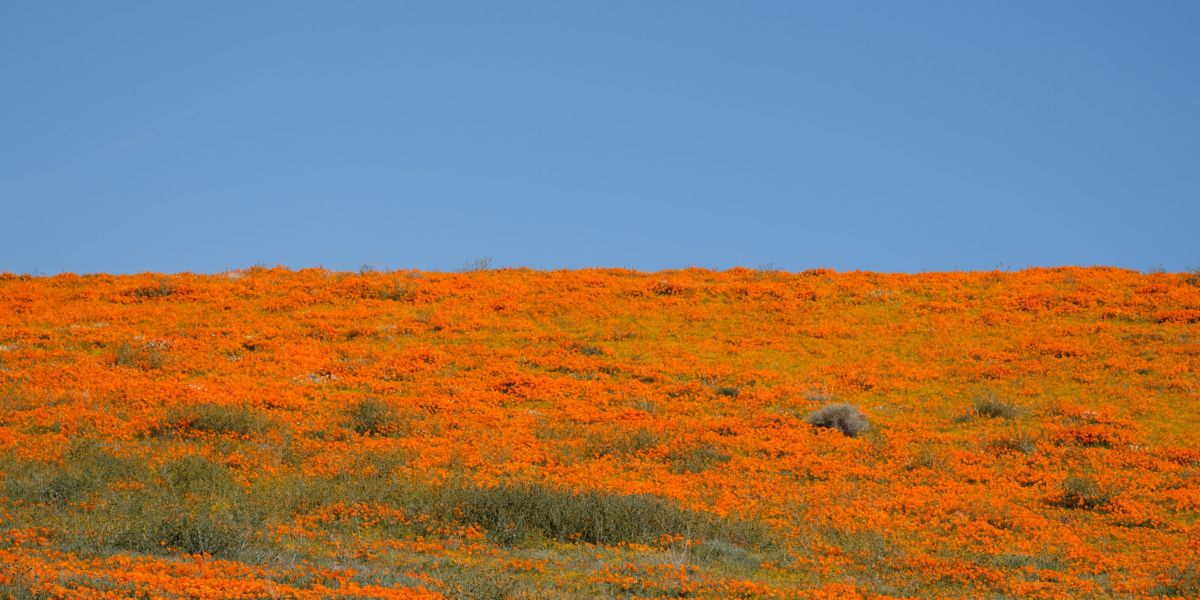 Antelope Valley Poppies