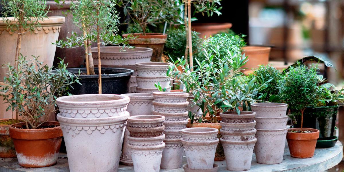 Plants in Terra Cotta Pots