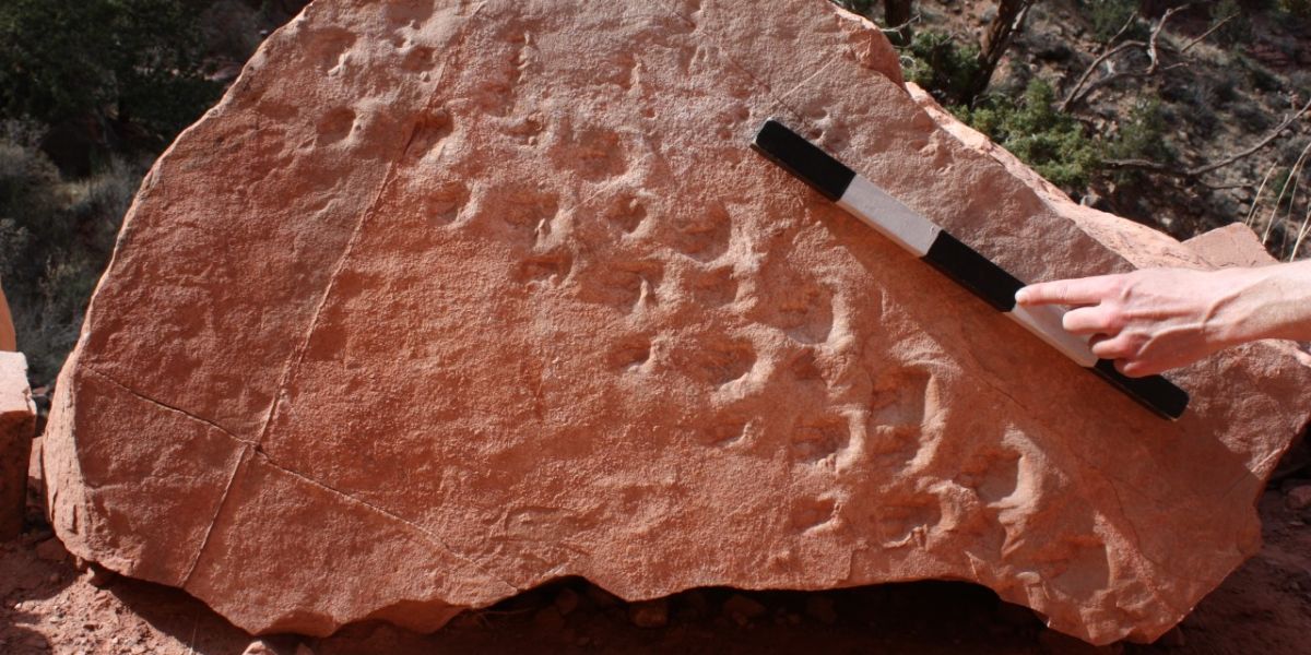 Fossil Rock with Footprints and Measuring Stick