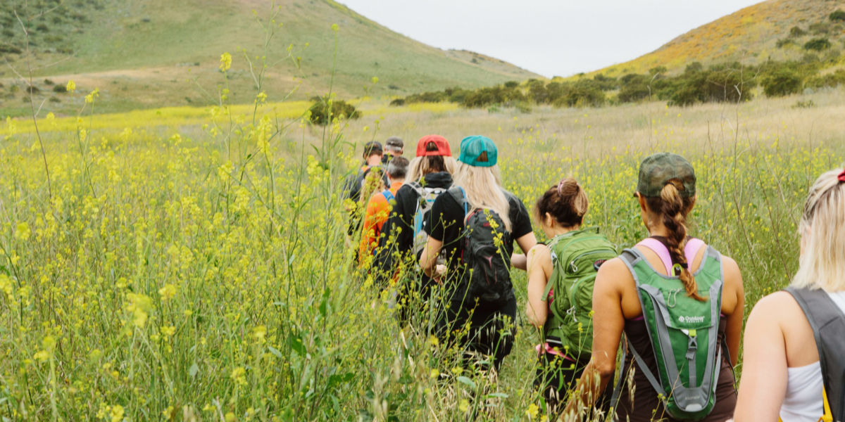 People walking through a field of yellow flowers.