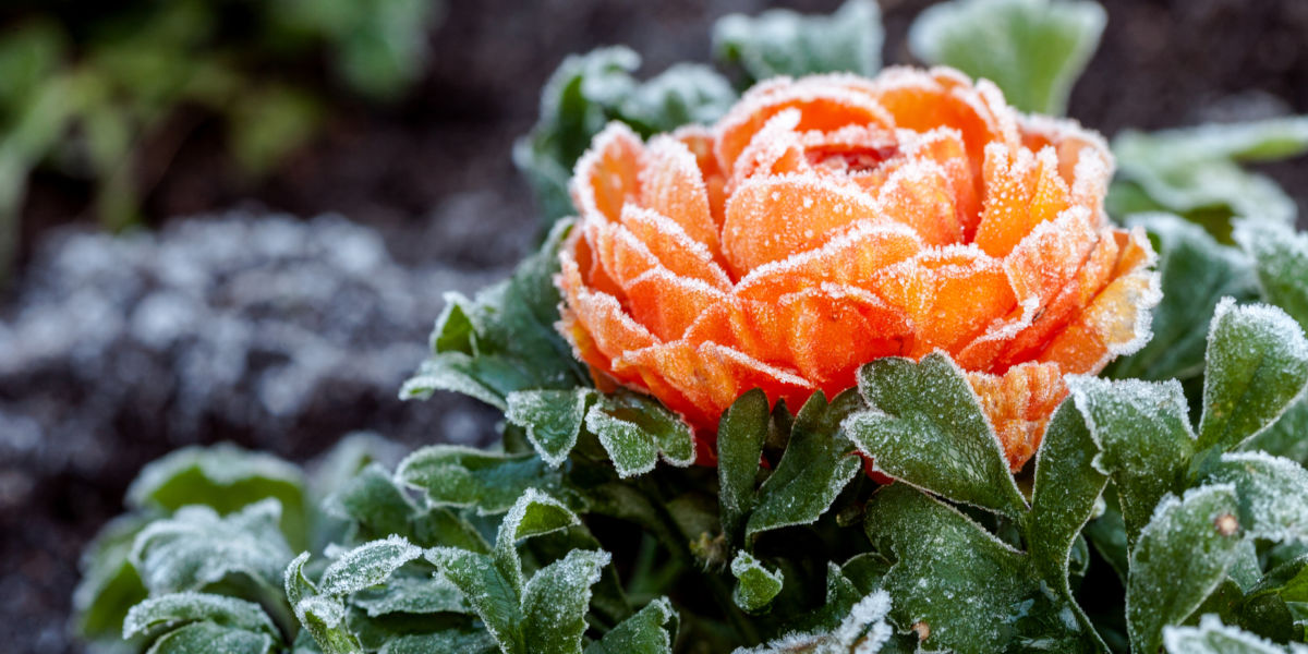 Winter gardening