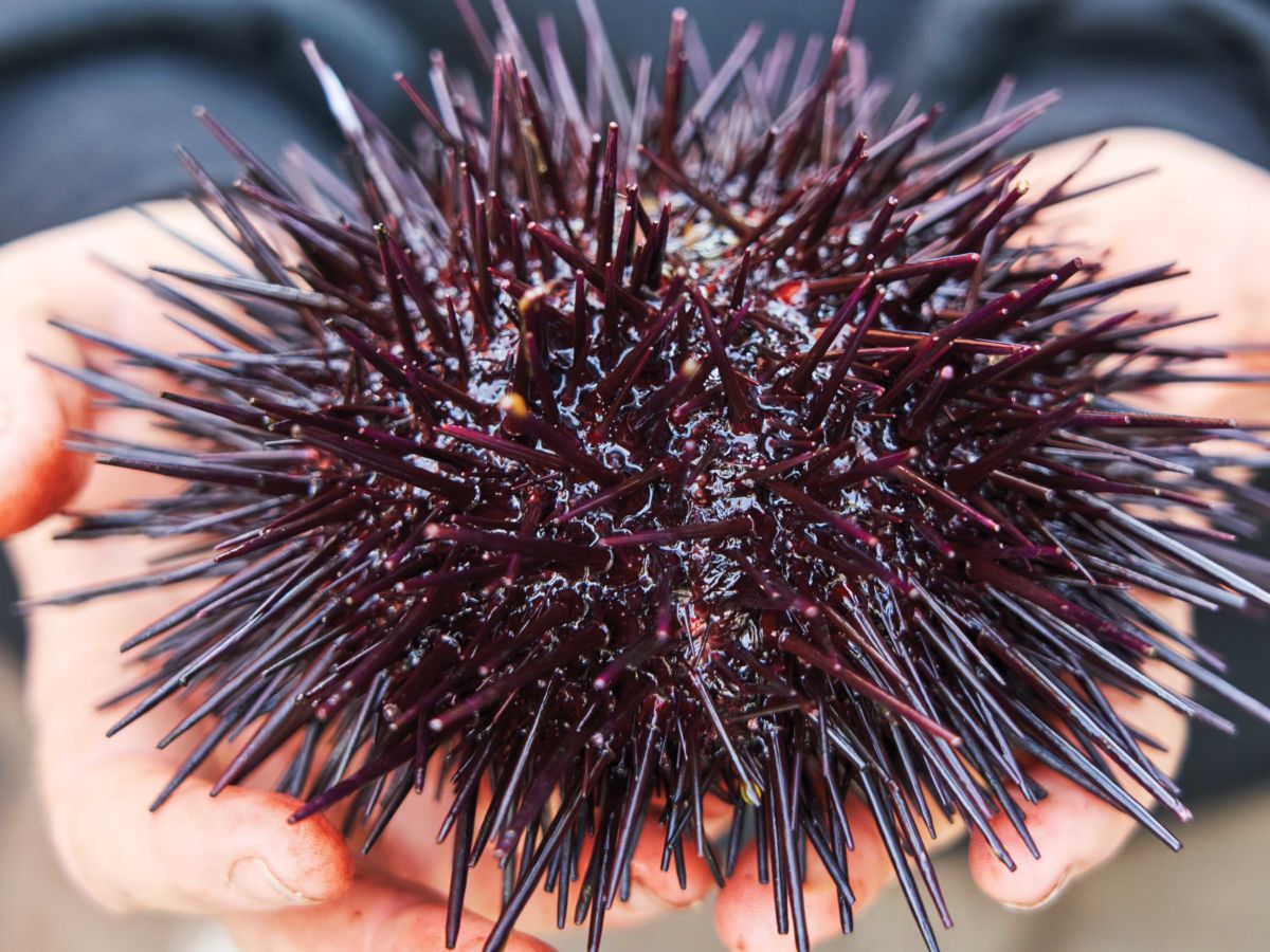 Stephanie Fish Sea Urchin