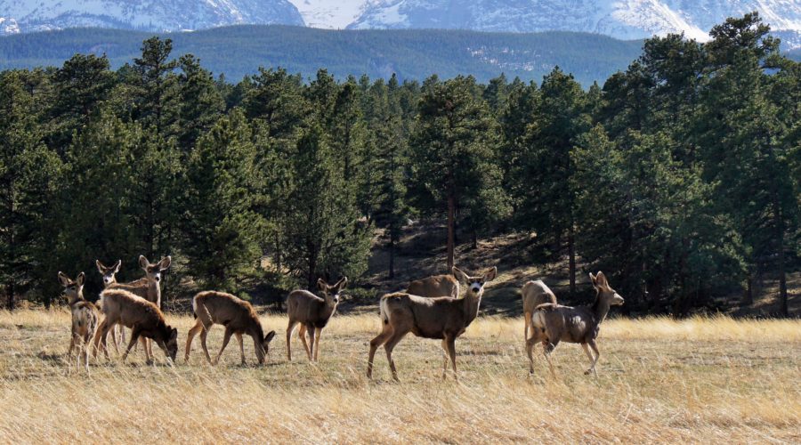 elk at Moraine Park in Rocky Mountain National Park with Mountain in the background