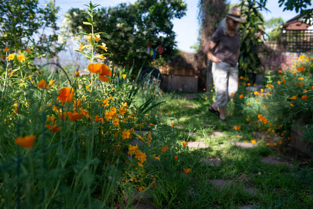 Orange flowers in native plant yard