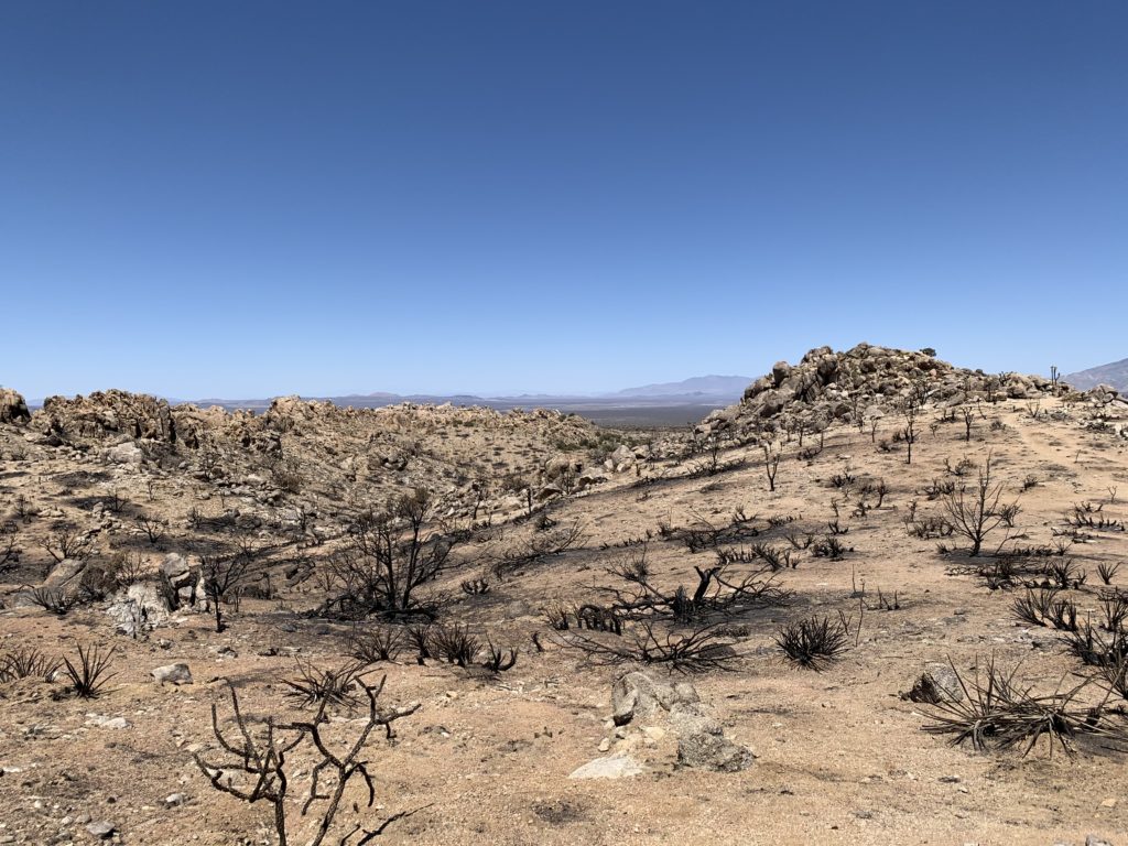 View from Teutonia Peak Trail Mojave National Preserve showing fire damage