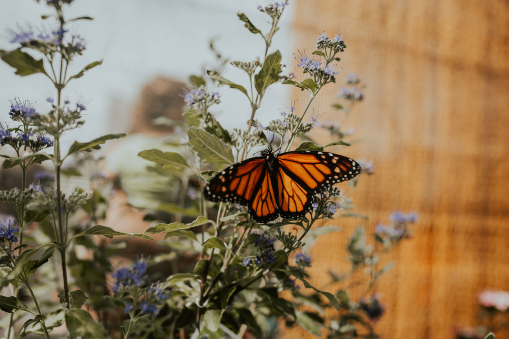 Monarch Butterfly