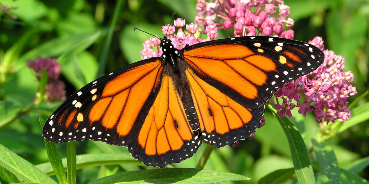 Monarch Butterfly on Flower