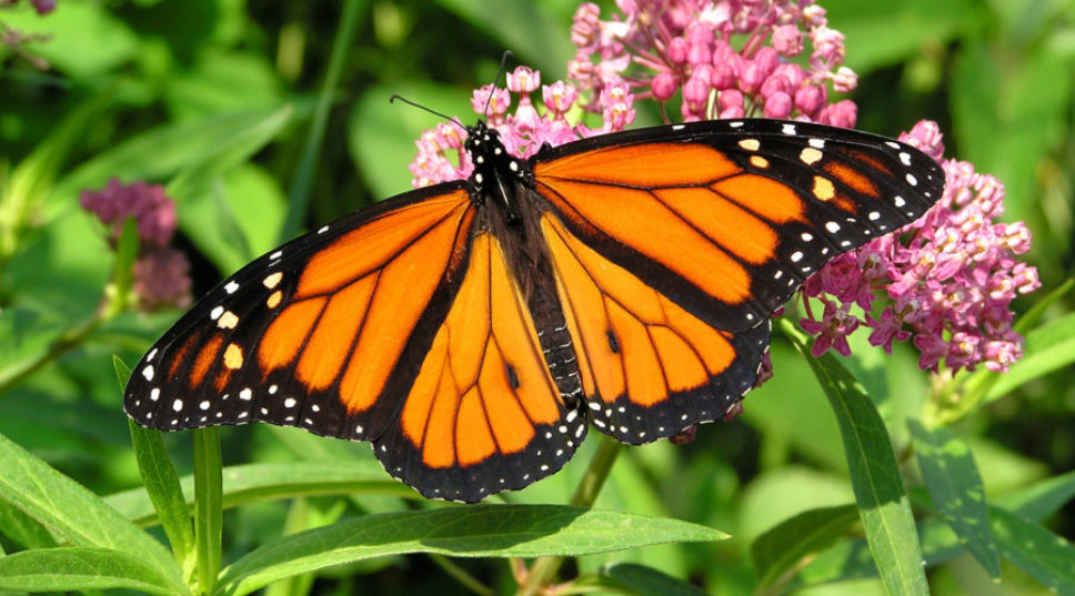 Good News, The Monarch Butterfly Population Is Growing in California