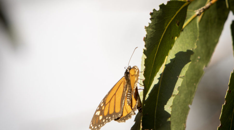 Monarch Butterflies Need Your Help: Here's What to Do