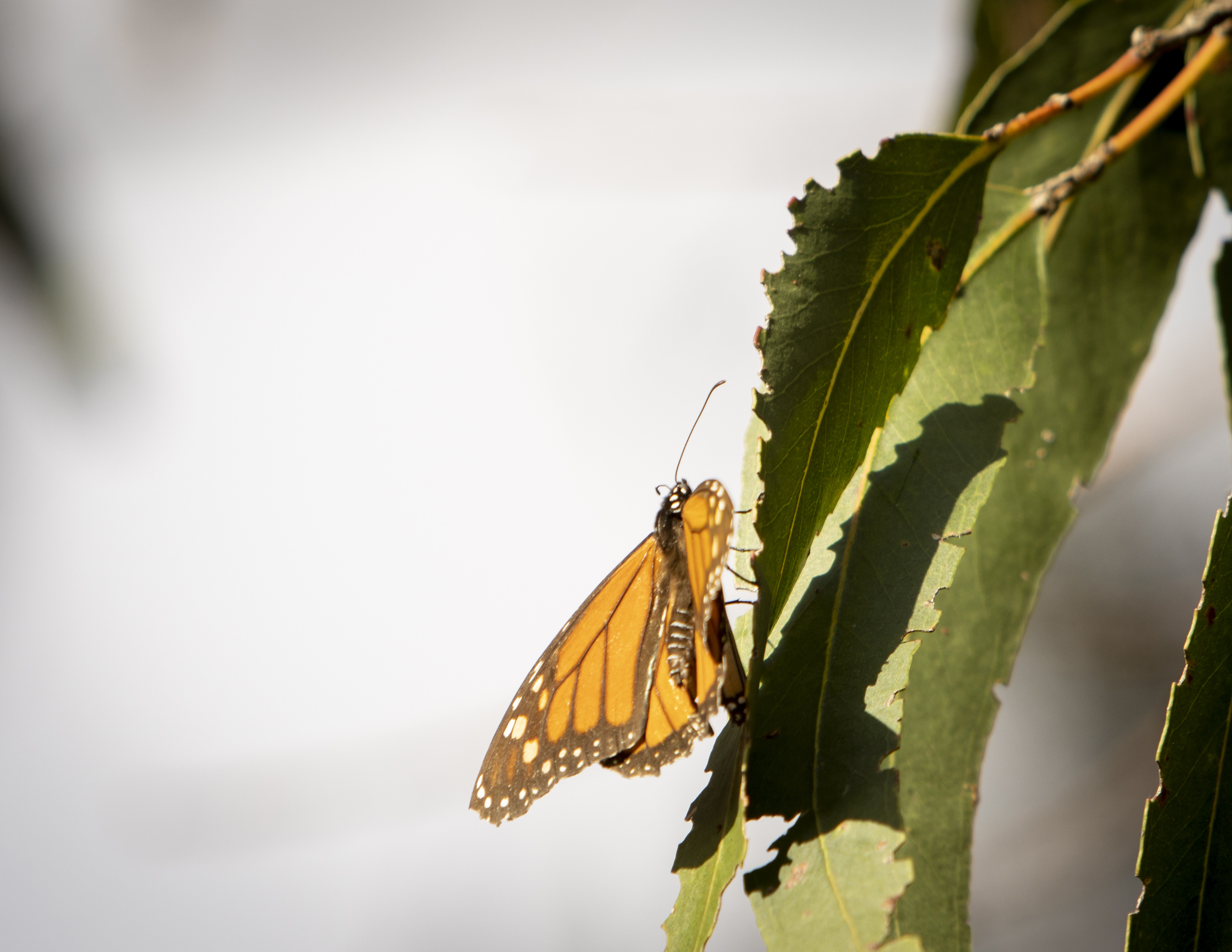 As monarch butterflies gear up to fly south for winter, New