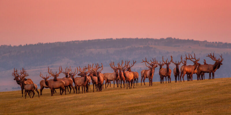 Montana's Yellowstone Country Elk