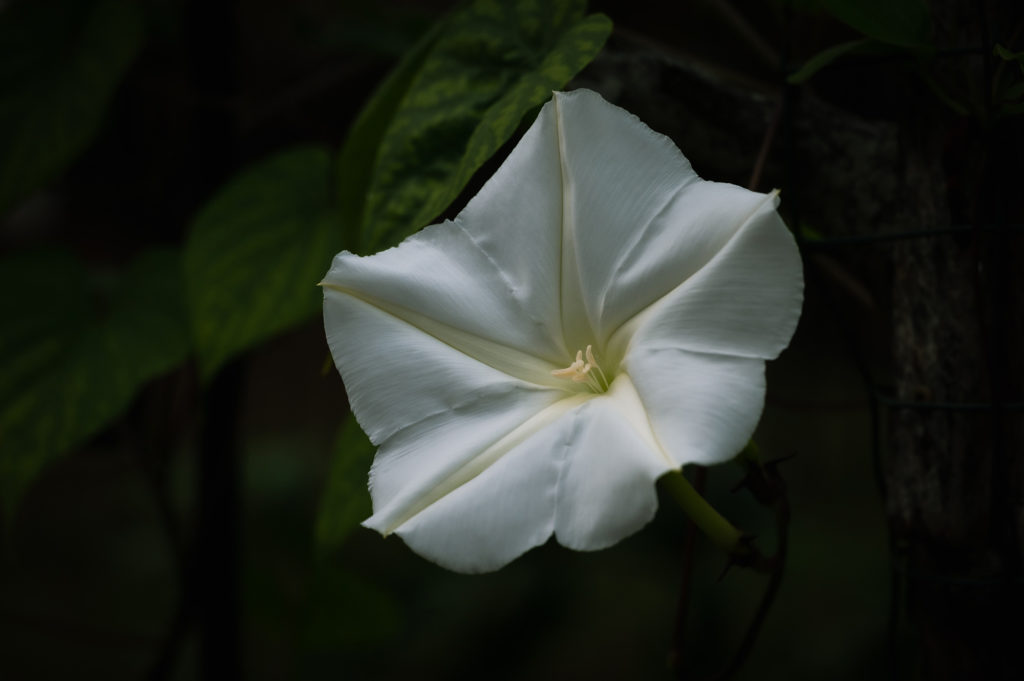 Close-up of moonflower
