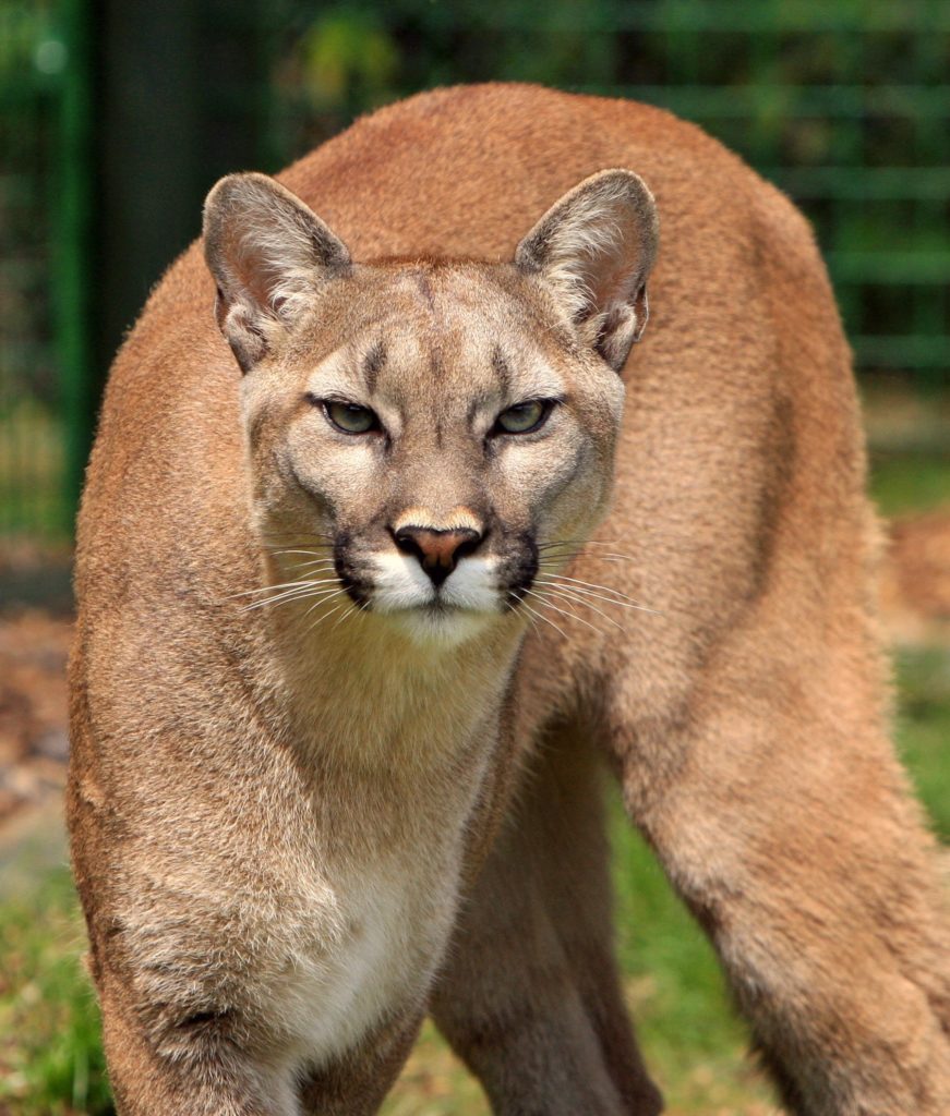 What to Do if You See a Mountain Lion in the Wild 