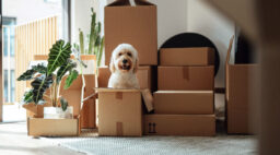 Moving Boxes Dog