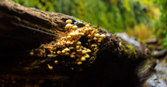 Mushrooms on a Log in Fern Gully in California
