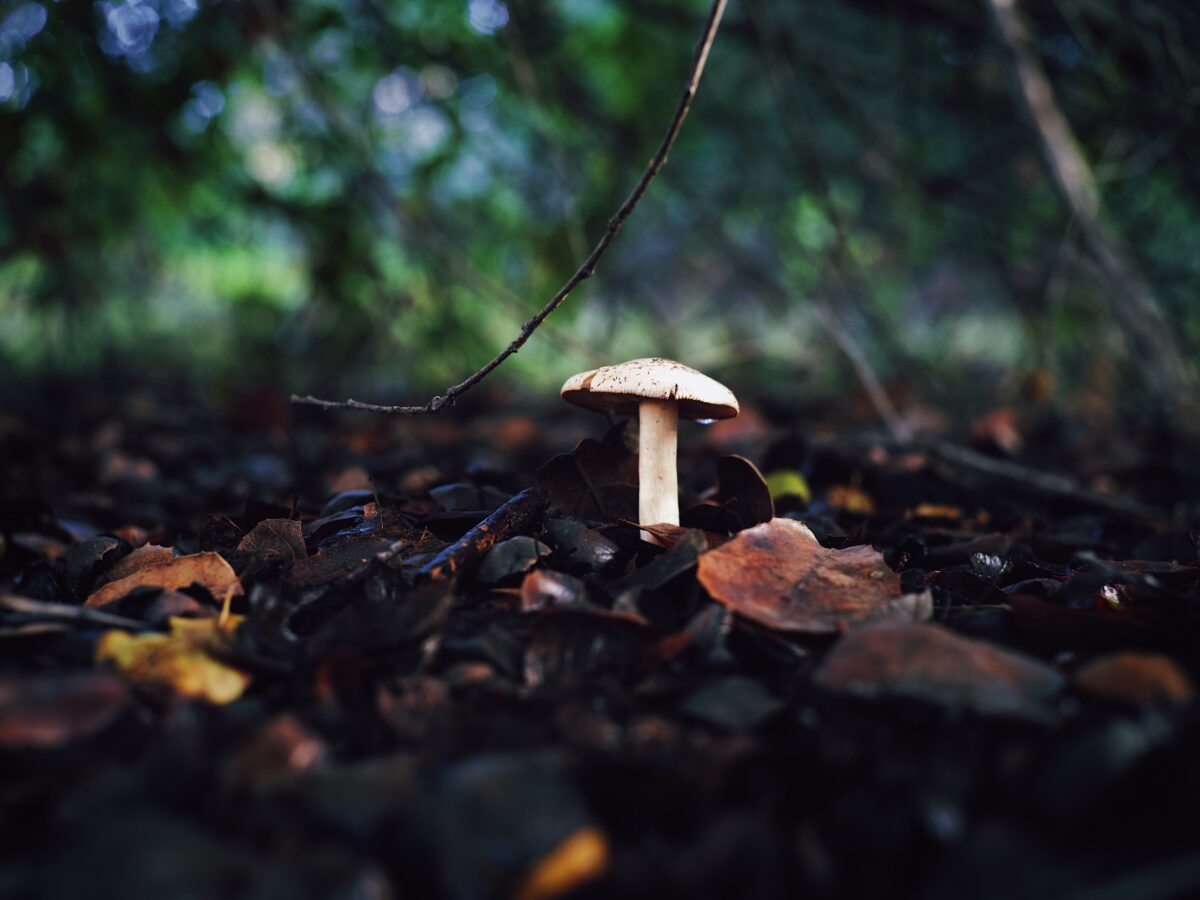 Single Mushroom Growing in Sacramento