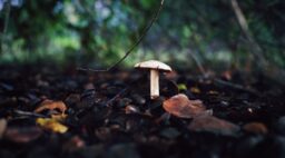 Single Mushroom Growing in Sacramento