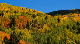 Santa Fe National Forest