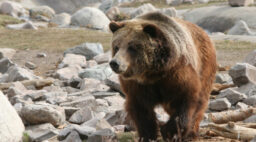 Naturalist Journeys Grizzly Yellowstone