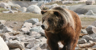 Naturalist Journeys Grizzly Yellowstone