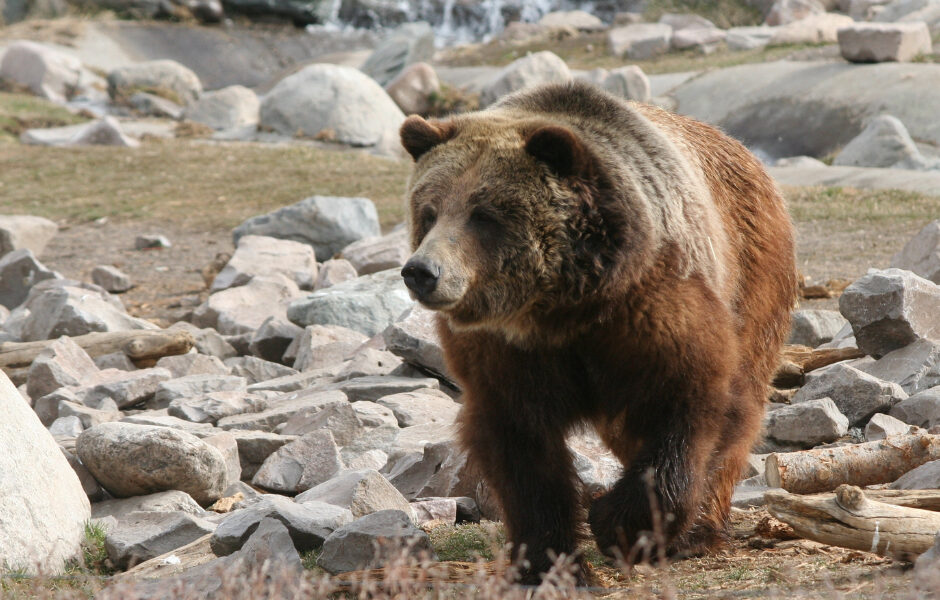 Naturalist Journeys Grizzly Yellowstone